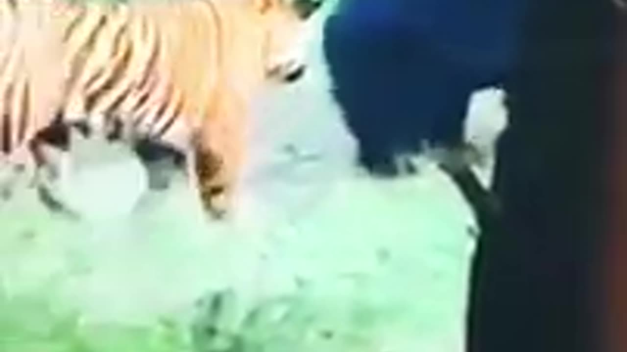 Tiger vs Bear Credits Unknown 🎥 #animal planet tv