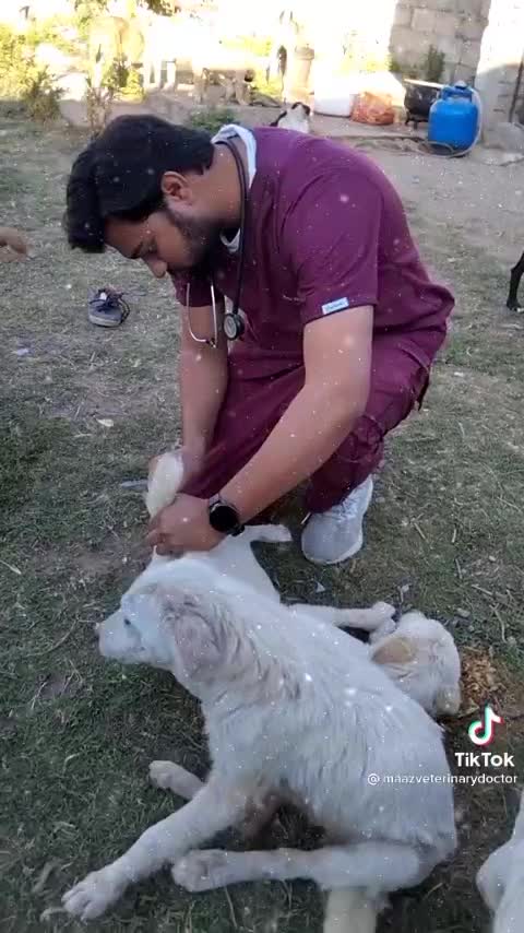 General checkup of dogs beautiful dog 🐕