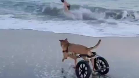 The dog