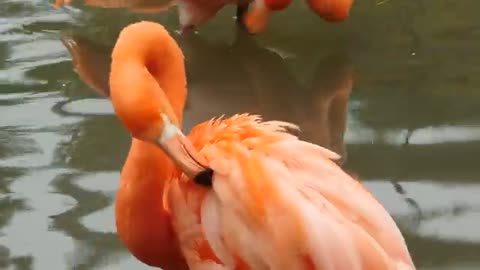 Standing flamingo in zoo stock video