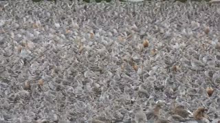 Mesmerising Wader's