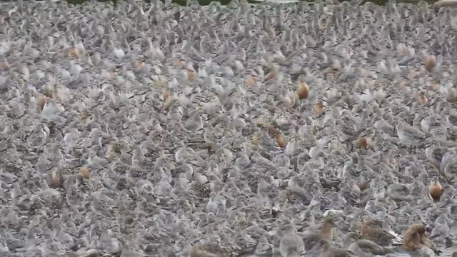 Mesmerising Wader's