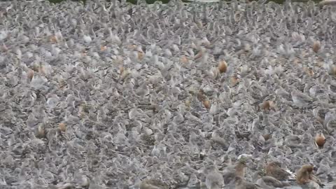Mesmerising Wader's