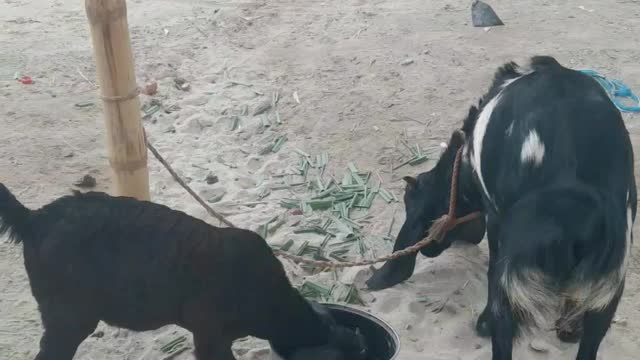 Baby goat is forcely collecting food from senior goat.