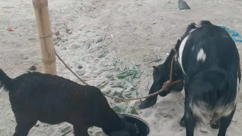 Baby goat is forcely collecting food from senior goat.