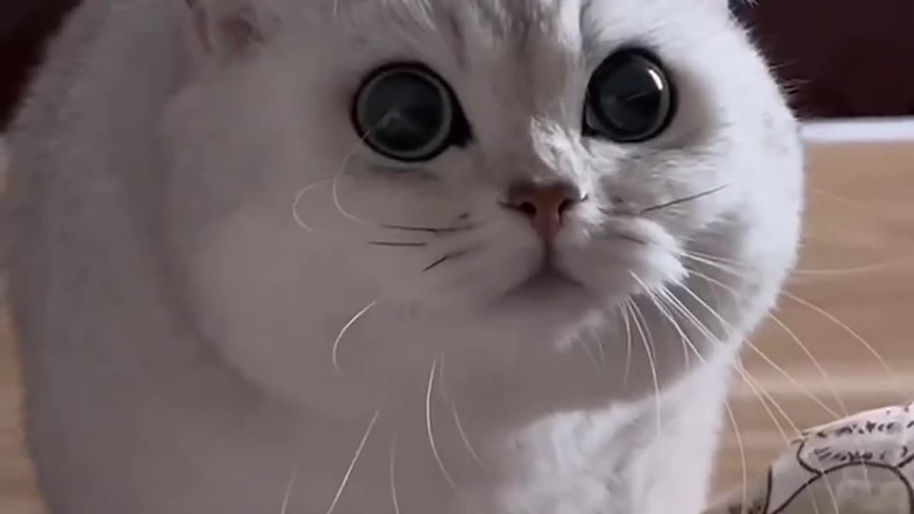 Cat or lion🤨🥰🥰