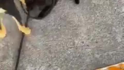 Funny Cats VS Dogs #Shorts