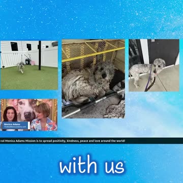 Meet June the Rescue Dog