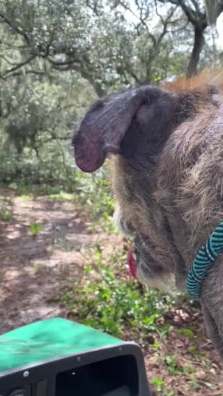 Big Trouble goes for a ride