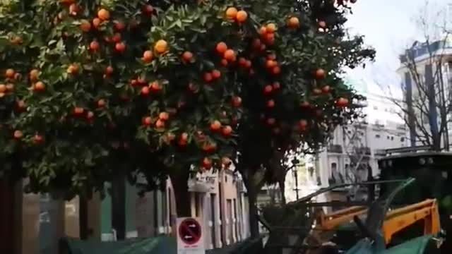 When Life Gives you Oranges