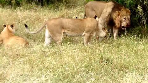 Wildlife: Two Lions Fight to See Who's King!