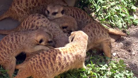 Cute Scenes: Little Animals Gather Around One of Their Own!