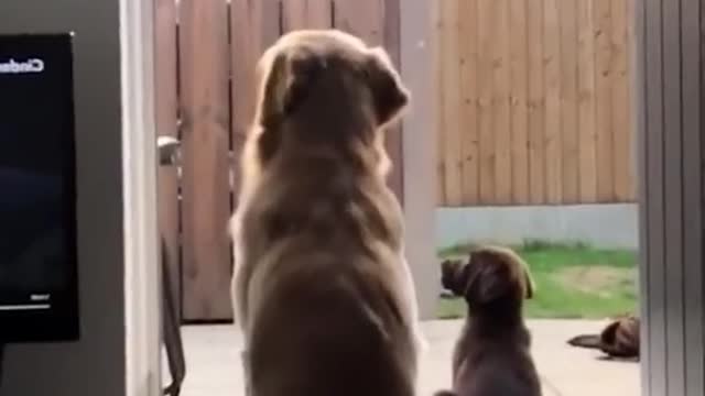 Some Things Will Never Change With Our Pets
