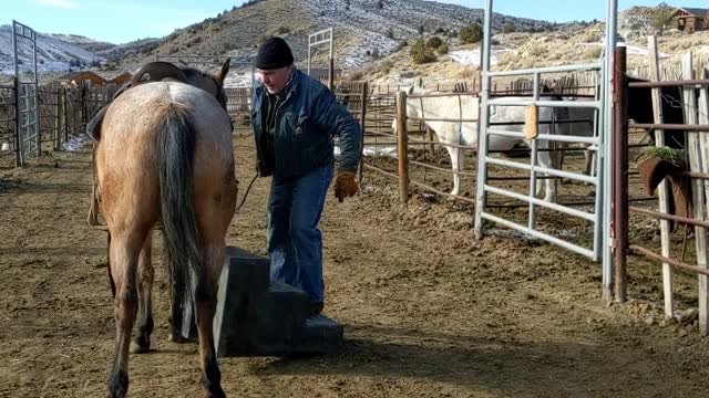 Horse Training_Girley