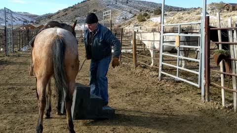 Horse Training_Girley