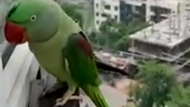 Friendly Talking Parrot Calling Mummy in Lockdown 2021