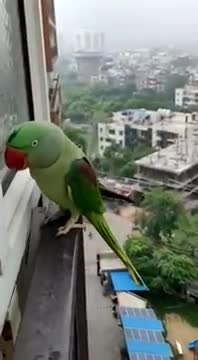 Friendly Talking Parrot Calling Mummy in Lockdown 2021
