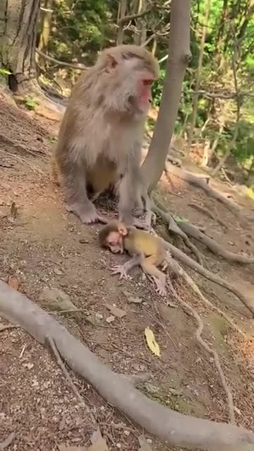 Monkey Mother and he offspring.