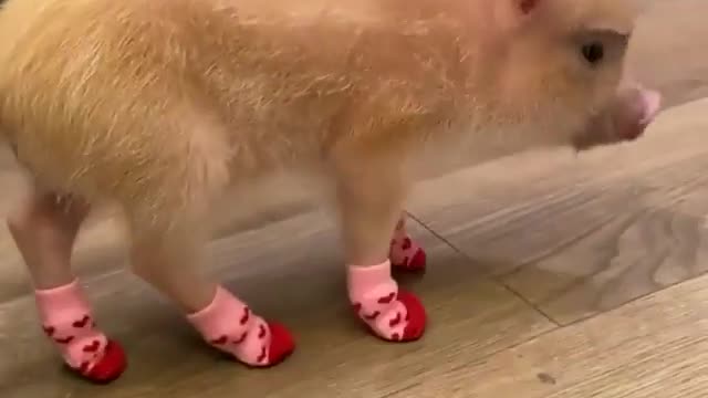 Cute pig🐷