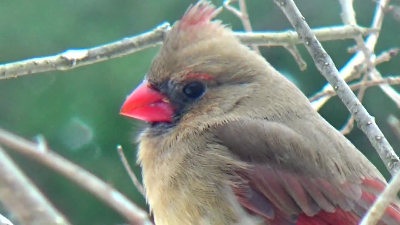 Cardinal