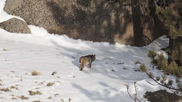 Bobcat in my yard