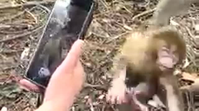 Baby monkey trying to play with a phone