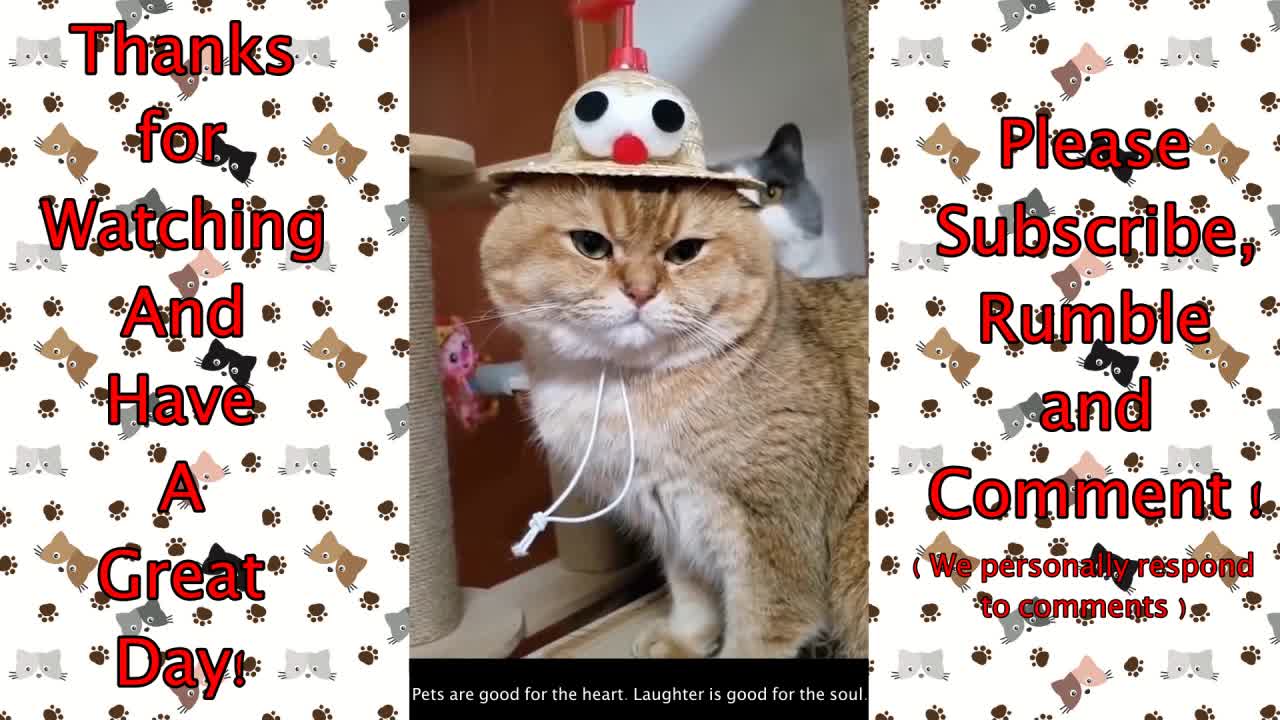 #4 Compilation Funny Cats 😹 😹😹 - Cute Cats and Baby Kittens To Keep You Smiling and Laughing ❣️❣️❣️