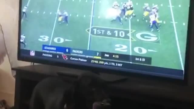 Green bay dog watching the game