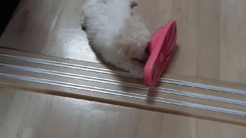 a puppy biting its slippers