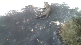 Gato fica paralisado ao perceber que está sendo gravado, não se mexeu! [Nature & Animals]