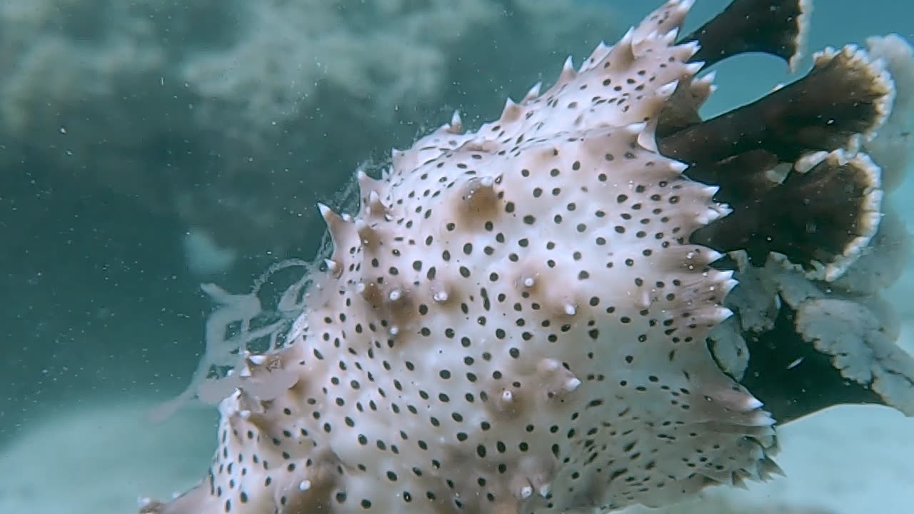 Sea Cucumber Reproduction