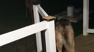 Doggo and Wild Deer Make Unlikely Friends