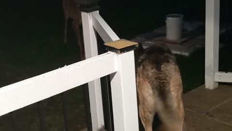 Doggo and Wild Deer Make Unlikely Friends