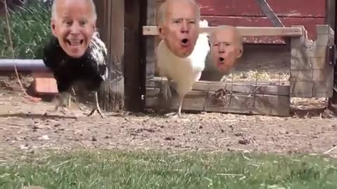 Biden Barnyard Follies