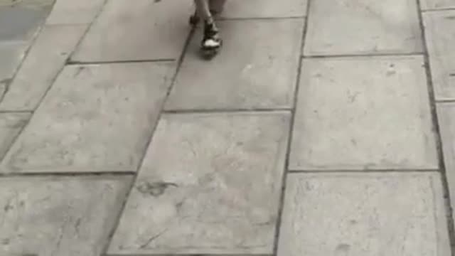 when the dog performs circus