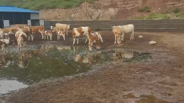cattle