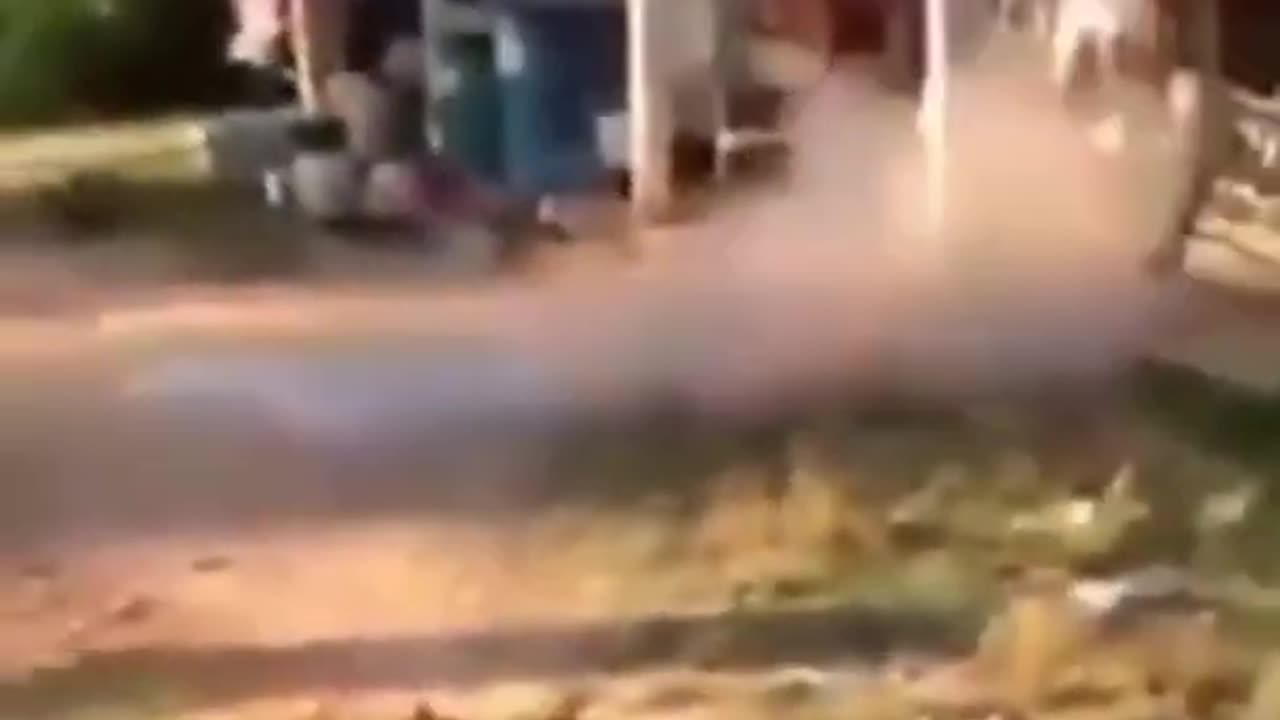 Funny Video - Pets Gone Mental 🤣