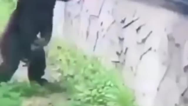 Raccoon bite the chimps see the way it reacts