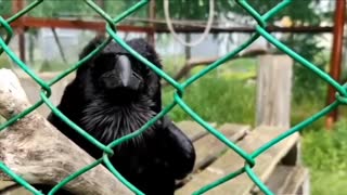 A talking Raven is incredible