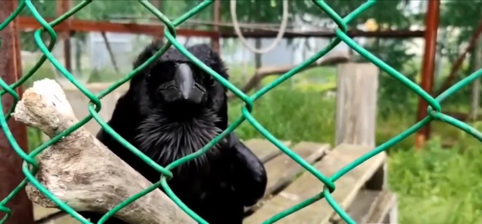 A talking Raven is incredible