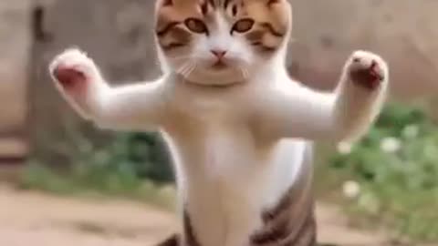 Cat funny video