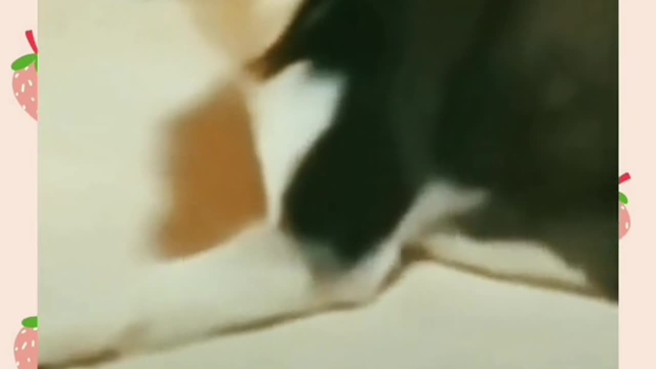 Funny animals videos