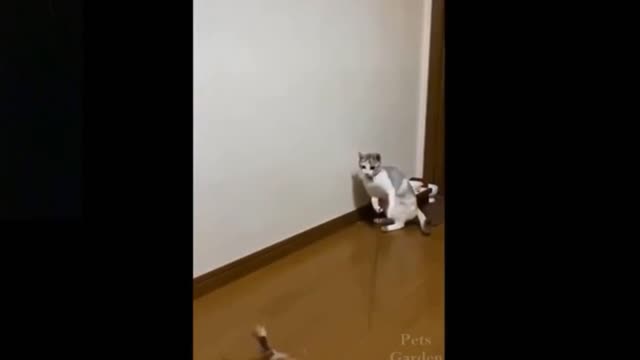 Top Funny Cat Videos Of The Weekly #Try Not To Laugh #