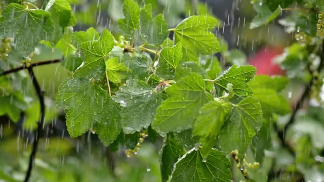 Thunderstorm Sounds / Relaxing Rain Thunder for Sleep / Nature Video