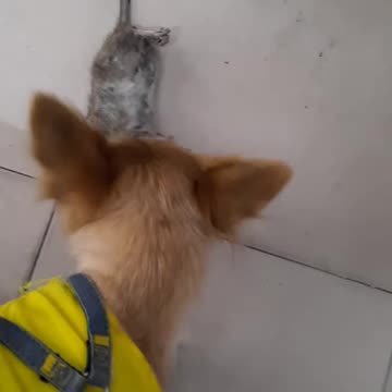 My Dog Catch The RAT
