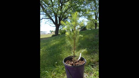 Big Ambitions Norway Spruce Sapling