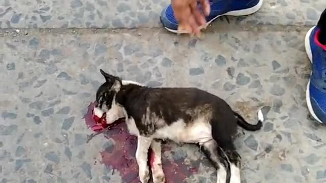 Accident Street dog.street dog Rescue