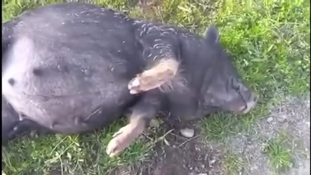 This Little Piggy Rolled All The Home