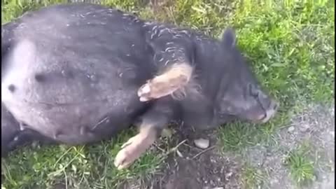 This Little Piggy Rolled All The Home