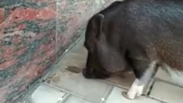 micro pig eats stones